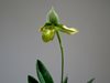 Paphiopedilum venustum var. album (Schwerter Orchideenzucht)
